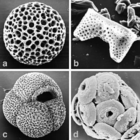 Archivo:Marine-microfossils-major hg