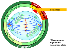 Archivo:Metaphase eukaryotic mitosis