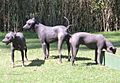 Mexico.Xoloitzcuintle.01