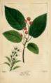 NAS-066 Amelanchier arborea