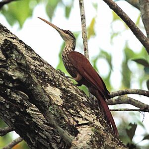 Archivo:Nasica longirostris - Long-billed Woodcreeper