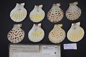 Archivo:Naturalis Biodiversity Center - RMNH.MOL.321025 - Pecten tigris Lamarck, 1819 - Pectinidae - Mollusc shell