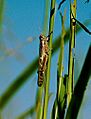 Nomadacris septemfasciata