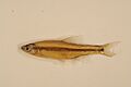 Notropis chalybaeus FWS 20915