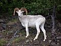 Ovis dalli in Alaska