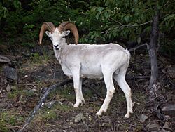 Ovis dalli in Alaska.jpg