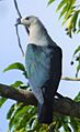 Pacificimperialpigeon