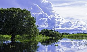 Archivo:Pantanal Mato Grosso Brasil