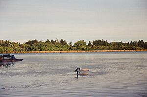Archivo:Pareja de cisnes en Laguna Avendaño