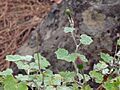 Pericallis lanata Tenerife 1