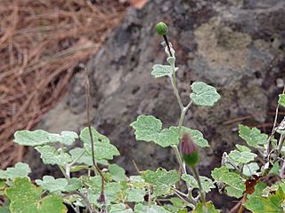 Pericallis lanata Tenerife 1.jpg