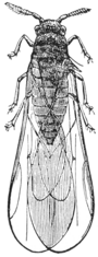 Archivo:Phylloxera vastatrix illustration