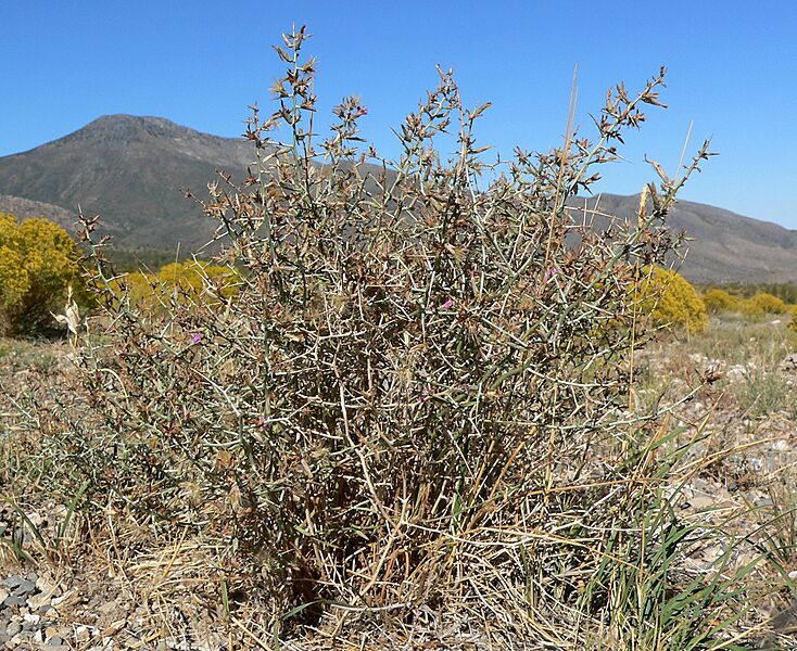 Pleiacanthus spinosus 1