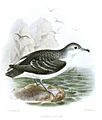 PuffinusElegansKeulemans