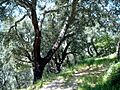 Quercus suber