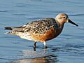 Red-Knot (Calidris canutus) RWD2