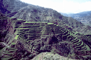 Archivo:Rice terraces