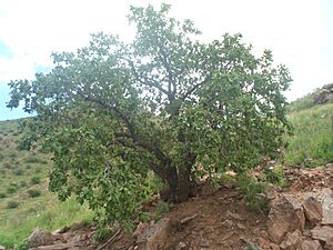 Archivo:Roble en Cerro Grande