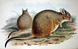 Archivo:Rufous hare wallaby