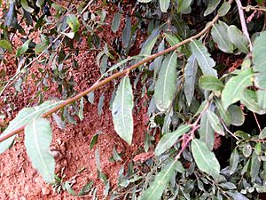 Archivo:Salix pedicellata hojas 2009-9-27 CampoCalatrava