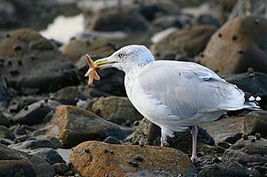 Archivo:Seagull eating starfish