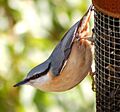 Sitta europaea in Wales UK