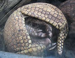 Archivo:South American armadillo - desc-curled up - from-DC1