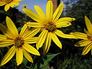 Archivo:Sunroot flowers