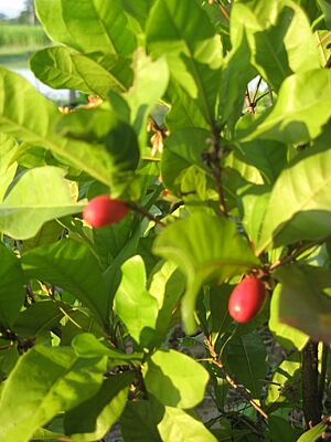 Archivo:Synsepalum dulcificum01