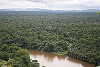 Archivo:Tortuguero Palm Forests