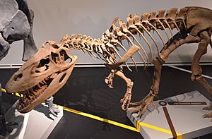 Archivo:Torvosaurus Madrid
