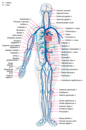 Diagrama de las principales venas del cuerpo humano