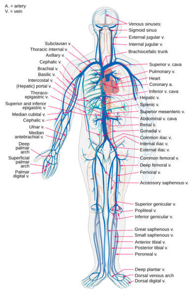 Venous system en