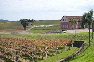 Archivo:Vineyards in Flores da Cunha