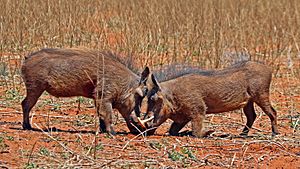 Archivo:Warthogs (Phacochoerus africanus) young males eyeballing