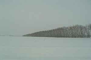 Archivo:Windbreakers altai steppe