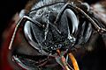 Xylocopa-sonorina,-face 2012-06-13-18.05.43-ZS-PMax (7376066480)