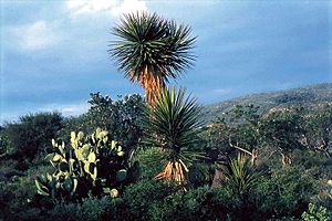 Archivo:Yucca periculosa fh 0377 MEX B