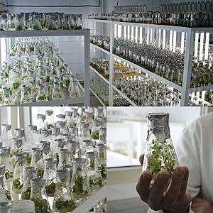 Archivo:Лабораторія мікроклонального розмноження рослин