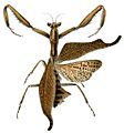Acanthops falcataria