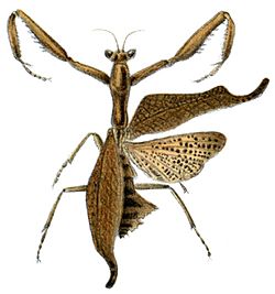 Acanthops falcataria.jpg