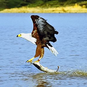 Archivo:African fish eagle just caught fish