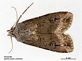 Agrotis ipsilon aneituma