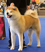 Akitainu