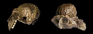 Archivo:Australopithèque Cerveau Double