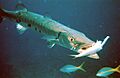 Barracuda with prey
