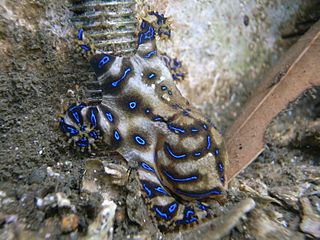 Blue-ringed octopus (Hapalochlaena maculosa) (8593173385)
