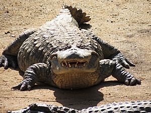 Archivo:Broad-snouted caiman zoo