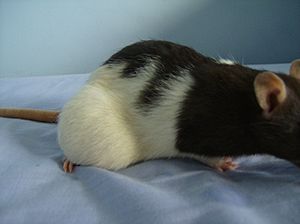 Archivo:Brown hooded rat with a large tumor