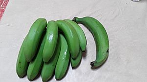 Archivo:Bunch of cooking bananas (guineos) and one loose plantain